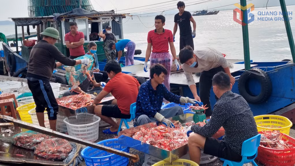 Sản lượng thuỷ sản trên địa bàn thành phố Móng Cái đạt 4.943,9 tấn, tăng 2,4% so với cùng kỳ năm 2024.