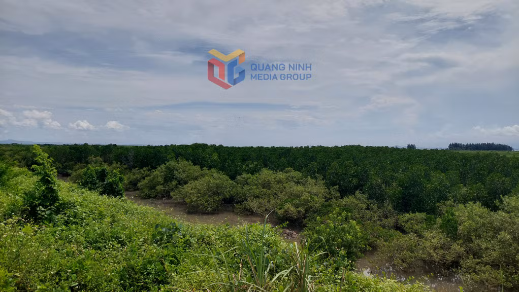 Huyện Hải Hà hiện có hơn 1.320 ha rừng ngập mặn và đang tiếp tục thực hiện trồng bổ sung.