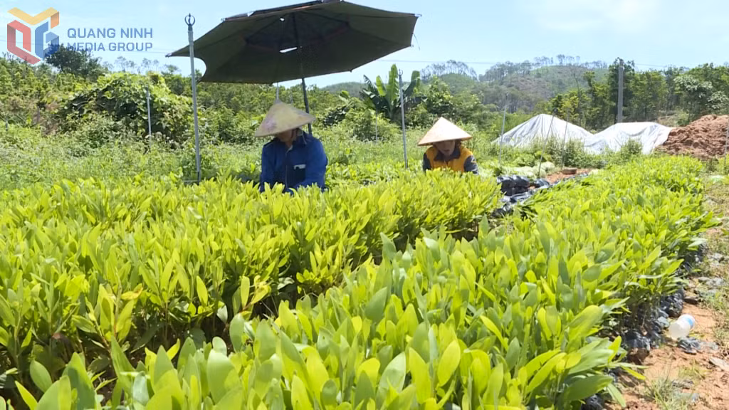 Nguồn cây giống phục vụ sản xuất lâm nghiệp trên địa bàn tỉnh trong năm 2025 về cơ bản được đảm bảo.