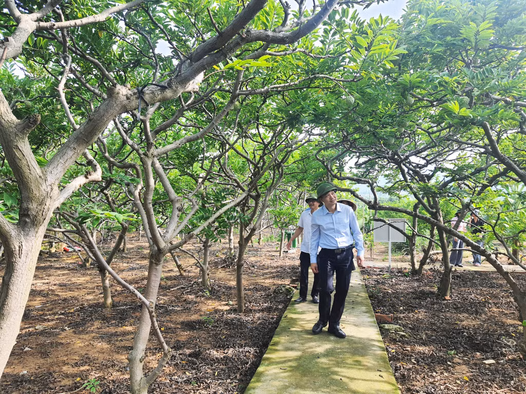 Vùng an Việt Dân đã được cấp mã vùng để truy suất nguồn gốc, thuận tiện cho thương mại điện tử.