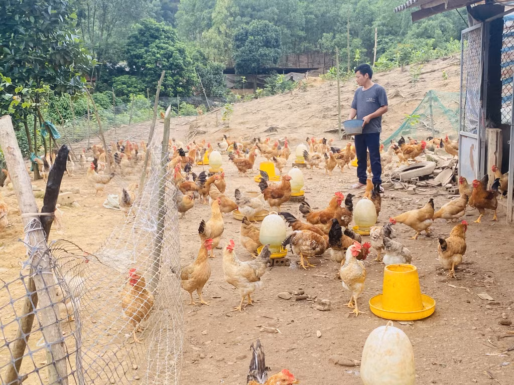 Mô hình nuôi gà của gia đình anh Bế Văn Lỵ (thôn Hồng Phong, xã Phong Dụ, huyện Tiên Yên).