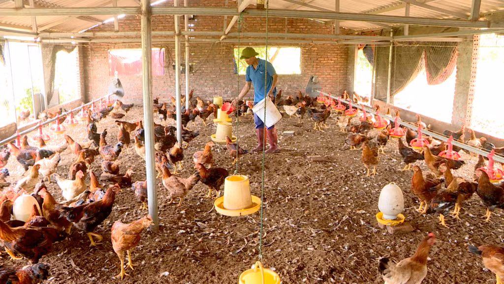 CCB Ông Cao Thắng (thôn Đồng Tâm, xã Dực Yên, huyện Đầm Hà) phát triển mô hình nuôi gà ri và gà Tiên Yên cho thu nhập cao.