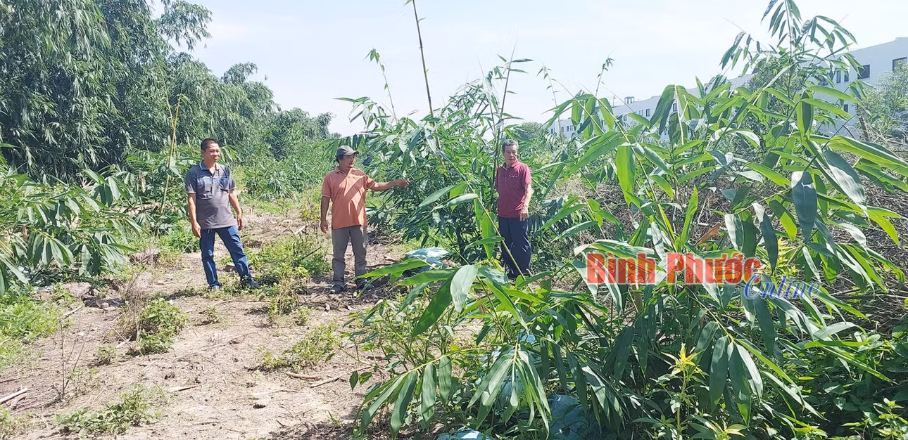 Gia đình anh Nguyễn Văn Thanh, khu phố 4, phường Hưng Long, TX. Chơn Thành (giữa) mới mở rộng diện tích trồng tre lấy măng.