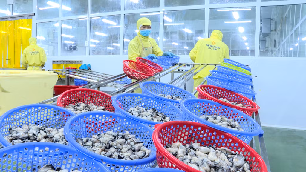 Quy trình chế biến hàu đạt tiêu chuẩn HACCP của Công ty CP SEAGOLD tại huyện Đầm Hà.