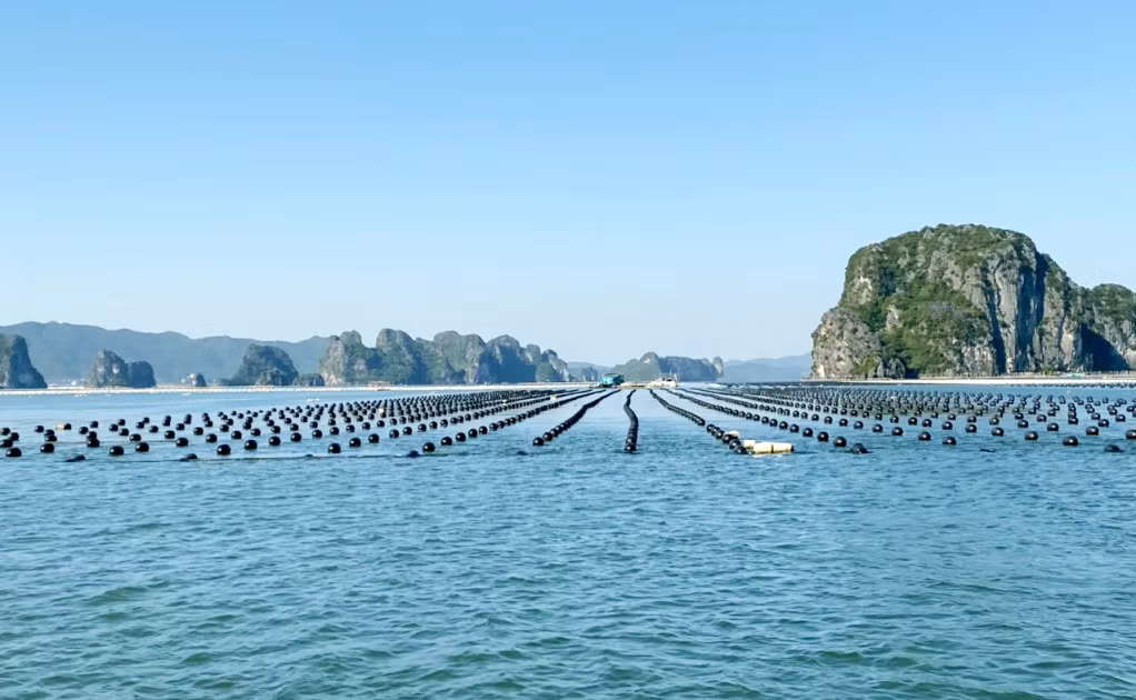 Quảng Ninh có nhiều lợi thế nổi trội để nuôi trồng thủy sản. Ảnh: Mạnh Trường
