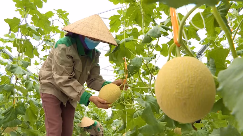 Dưa lưới trong nhà màng của Công ty CP Thương mại và Xây dựng Đầm Hà trong nhiều năm qua đã khẳng định chỗ đứng trên thị trường.
