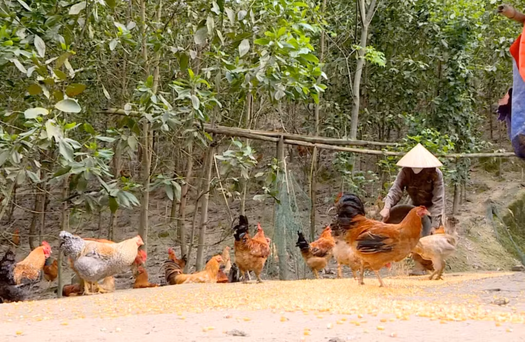 Huyện Tiên Yên tập trung xây dựng vùng chăn nuôi an toàn dịch bệnh trên gia cầm, nhằm phát triển bền vững thương hiệu gà Tiên Yên.