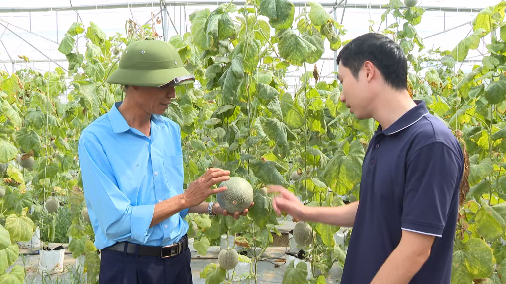 HTX Dịch vụ nông nghiệp chất lượng cao Hoa Phong ứng dụng chuyển đổi số trong nông nghiệp, nâng cao giá trị sản phẩm hàng hóa.