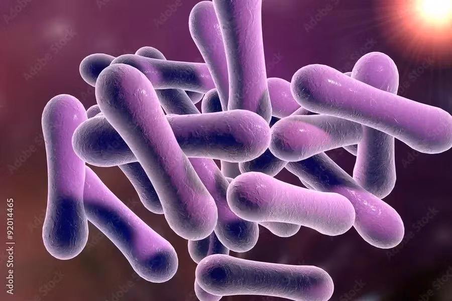 Vi khuẩn Corynebacterium diphtheriae gây bệnh bạch hầu. Ảnh minh hoạ.
