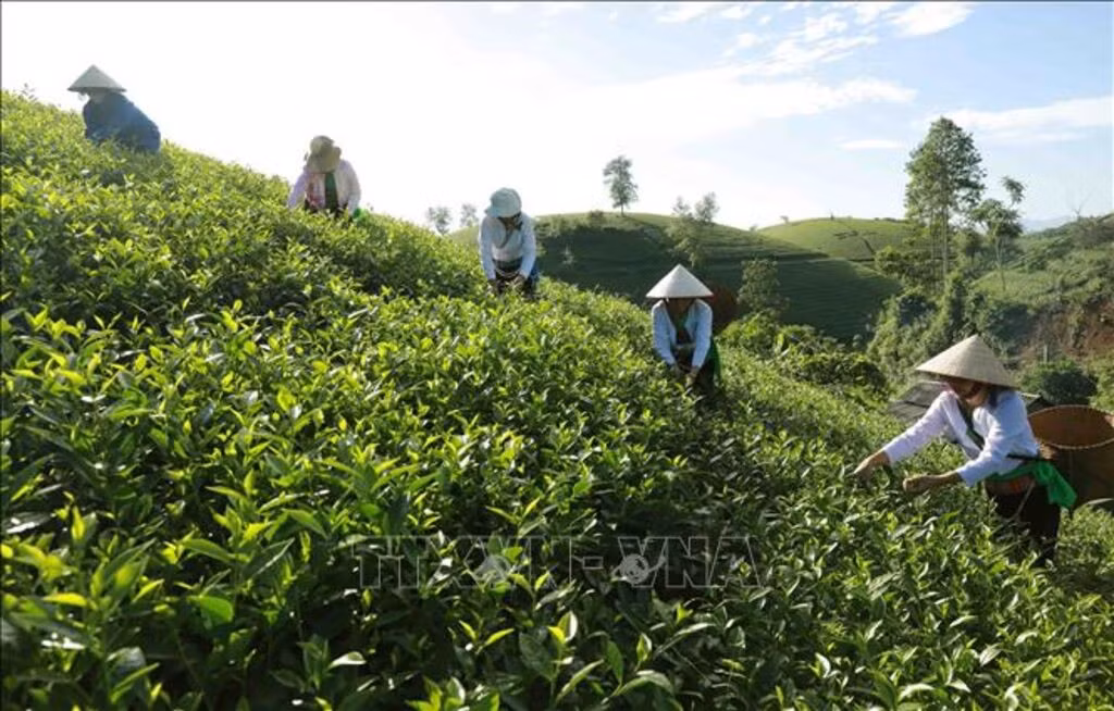 Huyện Tân Sơn có diện tích trồng chè lớn nhất của tỉnh Phú Thọ. Ảnh minh họa: Vũ Sinh/TTXVN