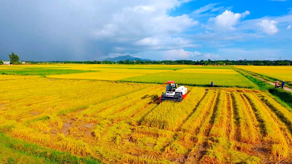Thu hoạch lúa vụ mùa trên cánh đồng xã Nguyễn Huệ (TX Đông Triều).