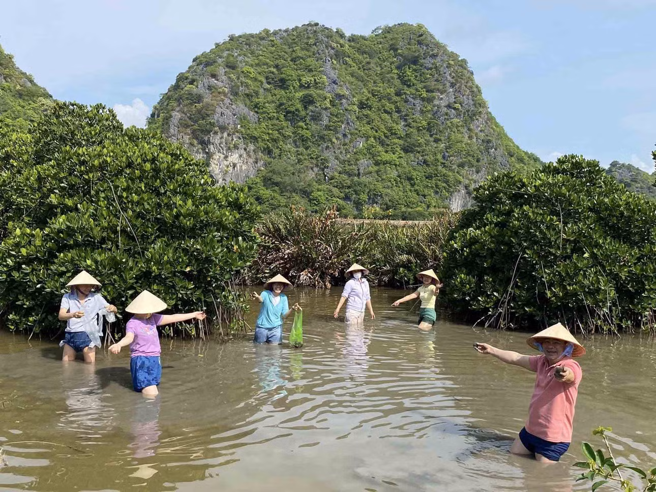 Ngoài ra, du khách còn được trải nghiệm cuộc sống người dân trên đảo như bắt ngao, kéo lưới bắt cá… Ảnh: Rừng ngập mặn Cát Bà