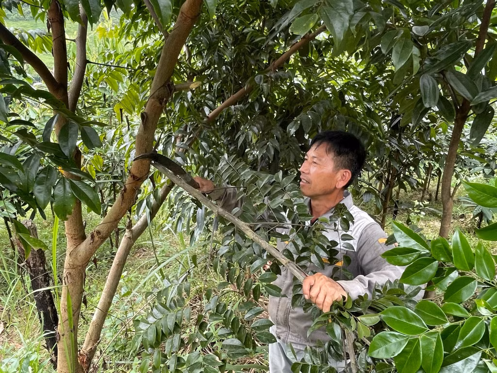 Anh Nịnh Văn Năm (thôn Khe Lọng ngoài, xã Thanh Sơn, huyện Ba Chẽ) chăm sóc, tỉa cành cho vườn trồng cây gỗ lớn của gia đình.