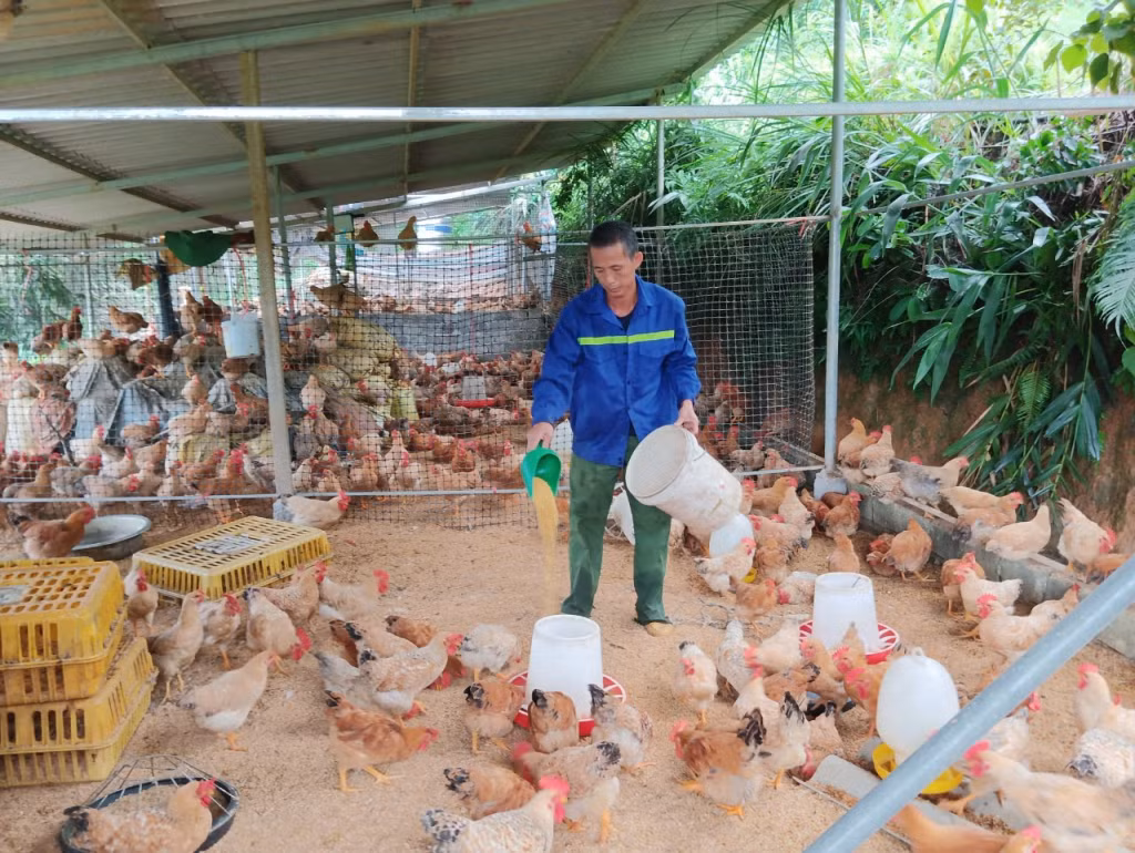 Anh Trần Văn Thoòng (xã Vô Ngại, huyện Bình Liêu) phát triển mô hình nuôi gà kết hợp trồng cây ăn quả có múi cho thu nhập kinh kế cao.