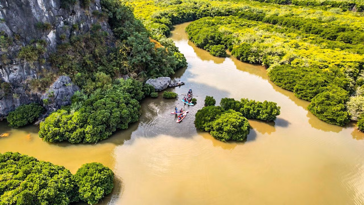 Càng đi sâu trong rừng ngập mặn, khung cảnh hiện ra trước mắt du khách là những cây sú vẹt lâu năm, tạo thành những quần thể sú vẹt lớn, nằm dưới chân núi đá vôi nguyên sơ. Ảnh: Chans Tiến