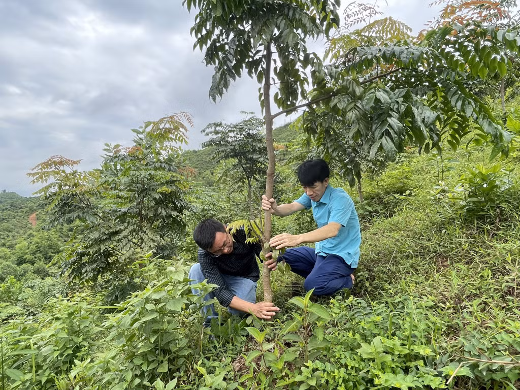 Cán bộ Công ty Lâm nghiệp Ba Chẽ kiểm tra quá trình sinh trưởng của các loại cây gỗ lớn trồng trên diện tích đơn vị quản lý. Ảnh Minh Đức