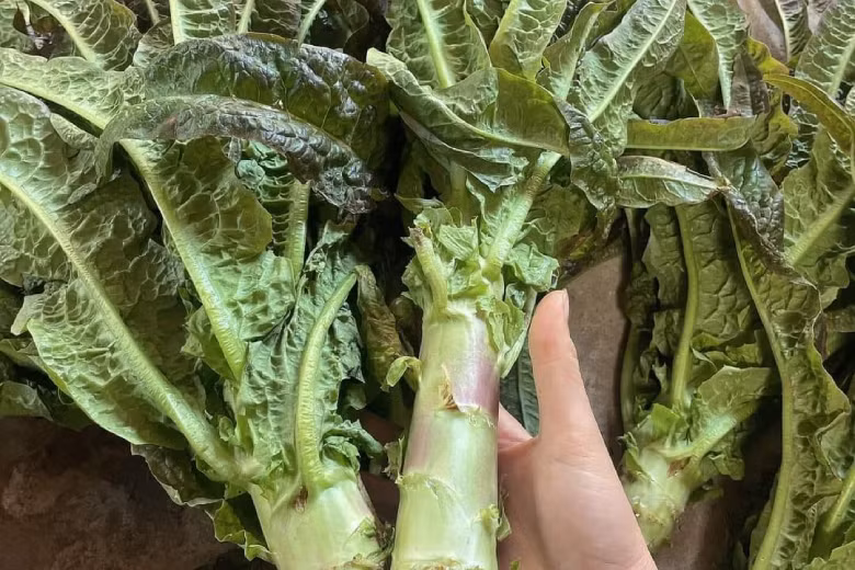 Rau tiến vua giàu dinh dưỡng, có tác dụng chữa bệnh. Ảnh: Thanh Hương