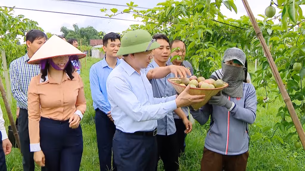 Đồng chí Nguyễn Xuân Ký, Ủy viên Trung ương Đảng, Bí thư Tỉnh ủy, Chủ tịch HĐND tỉnh kiểm tra mô hình trồng chanh leo hữu cơ tại địa phương.