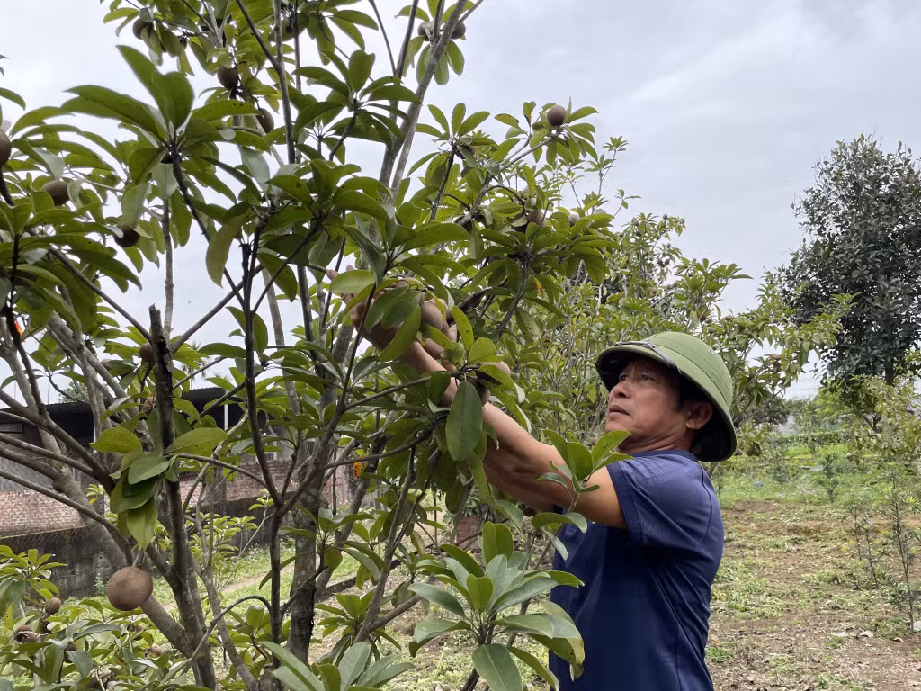 Mô hình trồng hồng xiêm của nông dân huyện Hải Hà cho thu nhập khá.