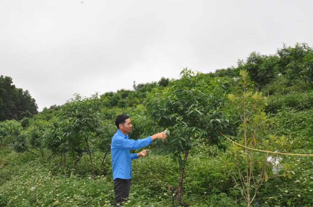 Người dân xã Đài Xuyên (Vân Đồn) đầu tư mô hình trồng đào phục vụ bà con trong các dịp tết nguyên đán.