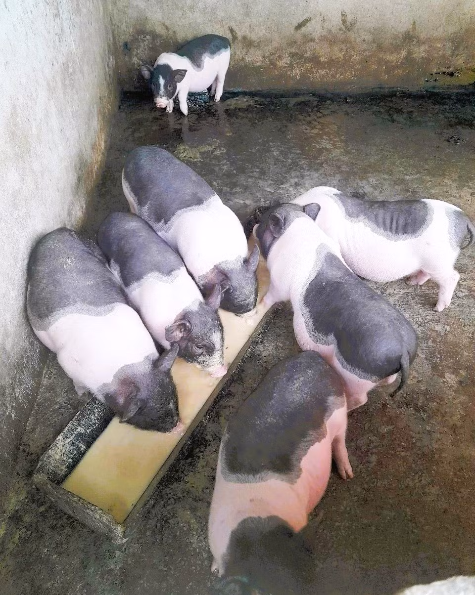 Móng Cái triển khai tiêm thử nghiệm vắc xin Dịch tả lợn Châu Phi.