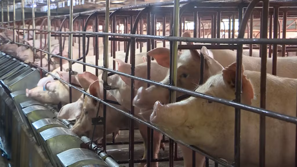 Lợn được chăn nuôi theo quy mô công nghiệp tại một trang trại trên địa bàn TX Đông Triều.