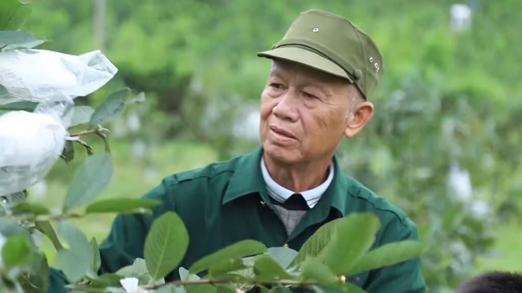 Thương binh hạng 3/4 Đinh Mạnh Đới chăm sóc cây ổi trong vườn của gia đình.