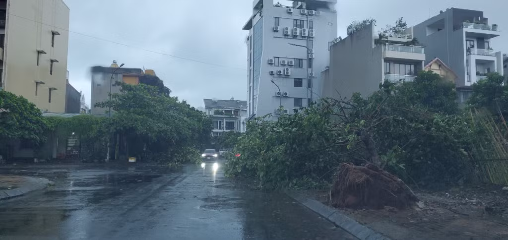 Cây cối bật gốc ở nhiều tuyến đường khác.