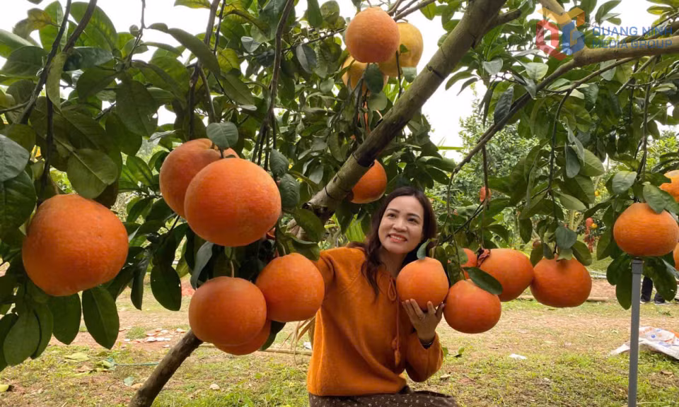 Người dân tham quan vườn bưởi Tết tại xã Quảng Tân.