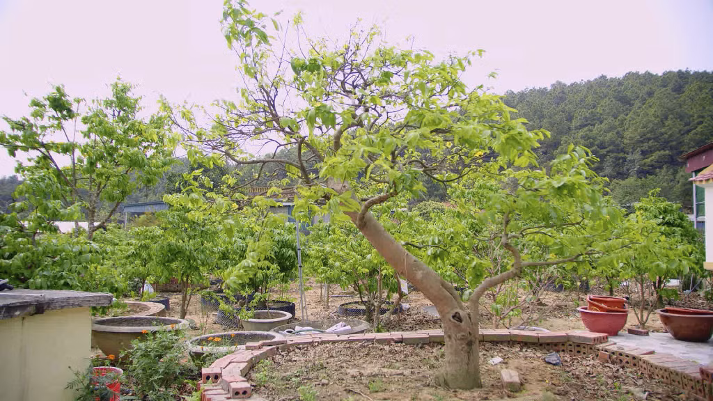 Ở thôn Tây Sơn, hầu như hộ nào cũng trồng mai vàng Yên Tử.