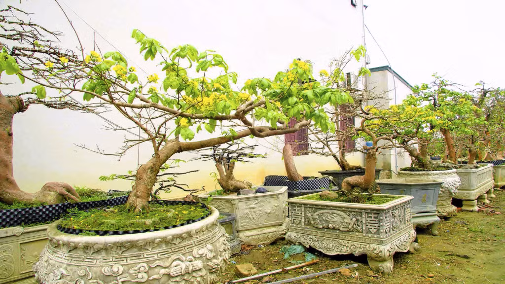 Mai vàng Yên Tử hội đủ các yếu tố về "cổ, kỳ, mỹ, văn" của nghệ thuật chơi cây cảnh.