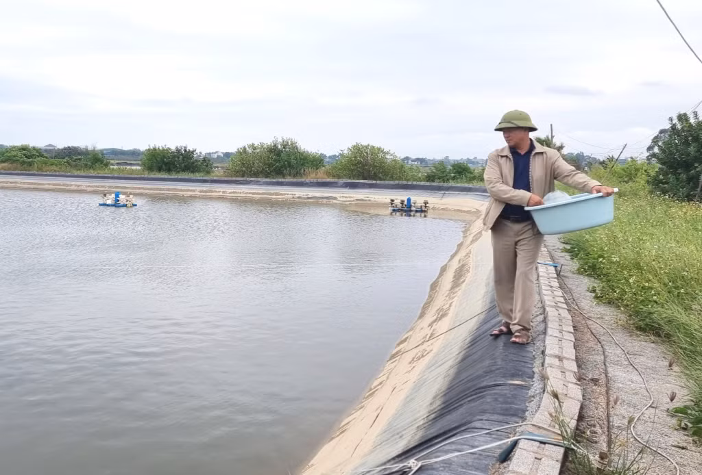 Anh Lê Văn Tỉnh, phường Hải Hòa (TP Móng Cái) chăm sóc đầm tôm của gia đình.