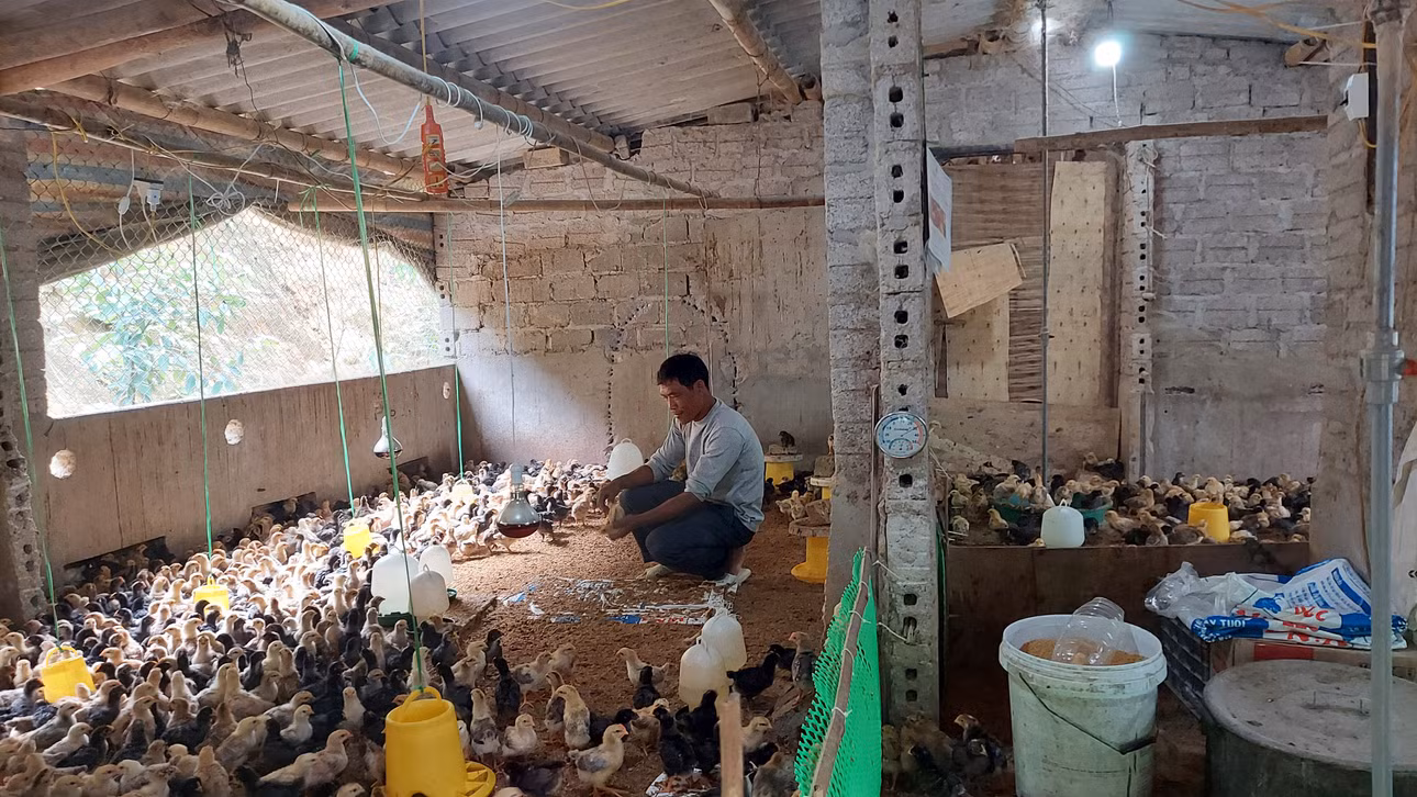 Nông dân huyện Ba Chẽ tích cực tăng gia sản xuất, xây dựng nông thôn mới.