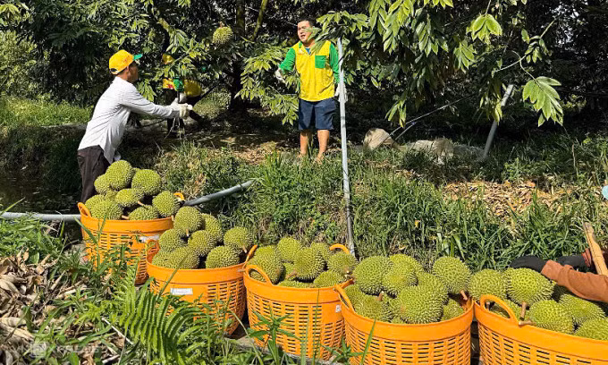 Sầu riêng được thu hoạch tại nhà vườn ở miền Tây. Ảnh: Mạnh Khương
