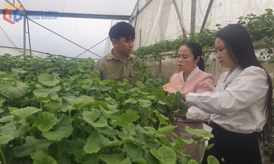 Mô hình rau má thuỷ canh của anh Cao Văn Hùng, phường Bình Khê, TP Đông Triều đang cho hiệu quả kinh tế cao.