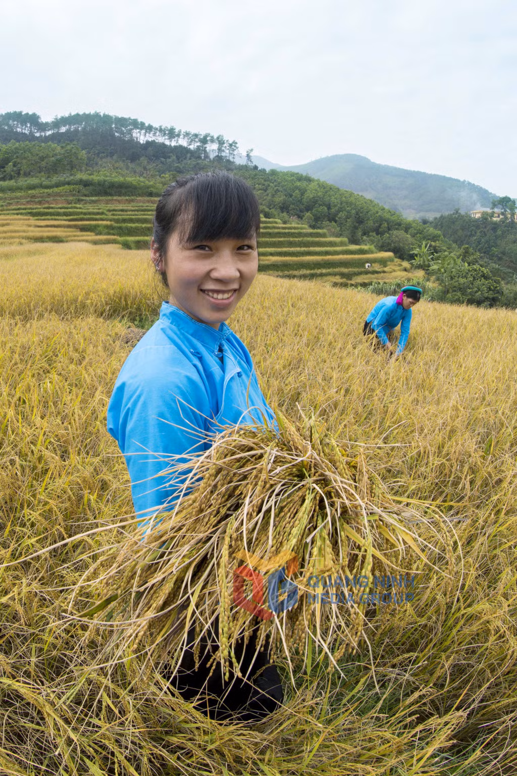 Mùa gặt tại xã Đại Thành (11-2016). Ảnh: Khánh Giang
