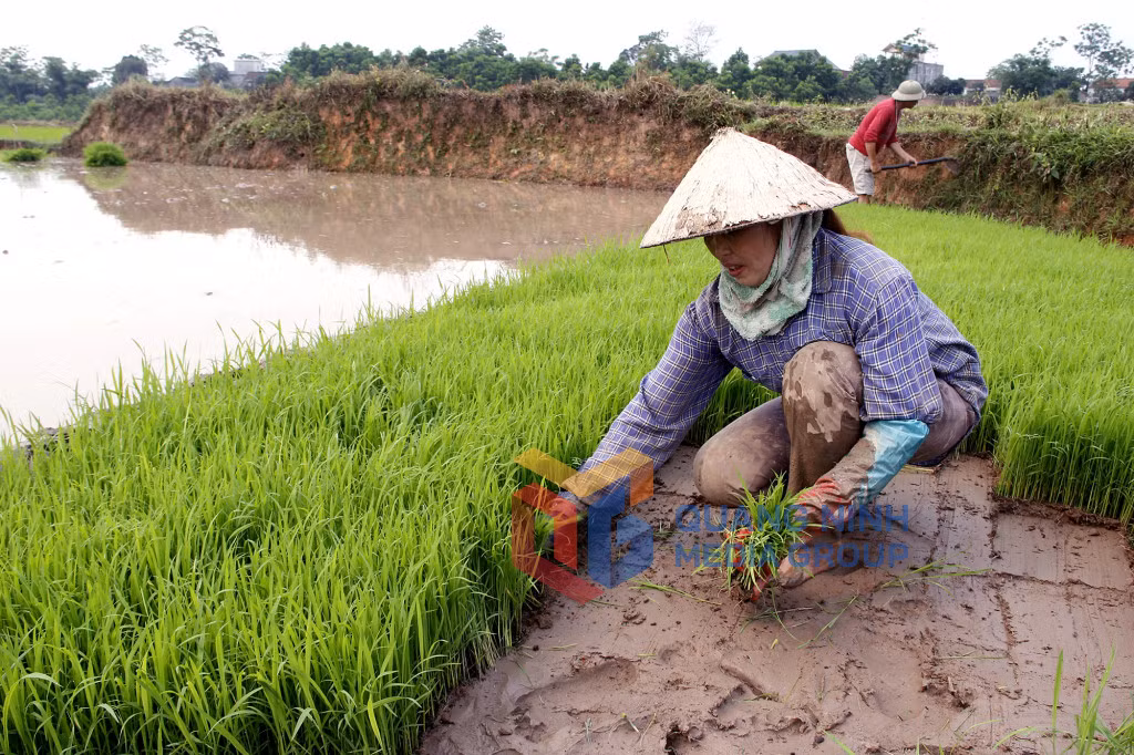 Cấy vụ mùa ở Tiên Yên ảnh 13