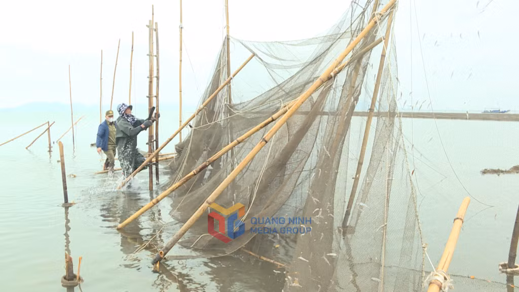 Xã Quảng Minh đã xử lý tầm 5.000 m lưới và 6.000 cọc tre quây trái phép để nuôi trồng thủy sản.