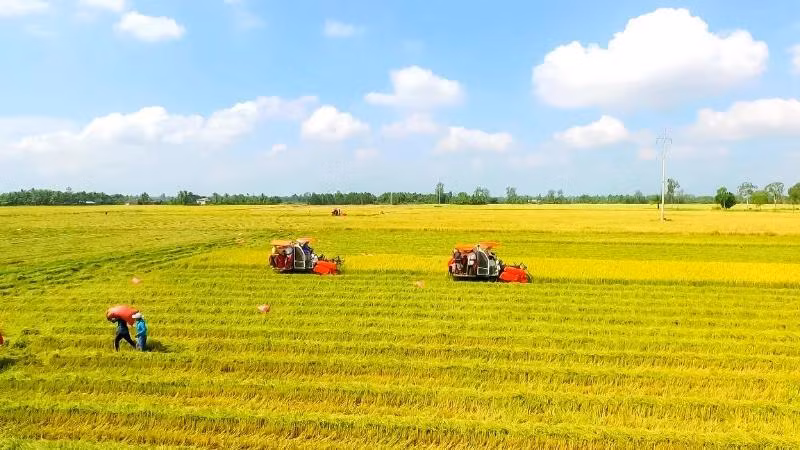 Thu hoạch lúa theo quy trình sản xuất lúa chất lượng cao, phát thải thấp tại Cần Thơ.