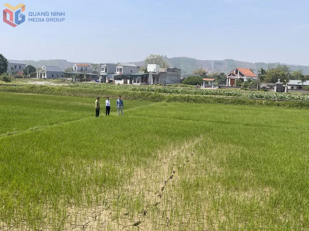 Tình trạng khô hạn bắt đầu xuất hiện tại nhiều ruộng lúa trên địa bàn xã Đại Bình, huyện Đầm Hà. (Ảnh chụp tháng 4/2025)