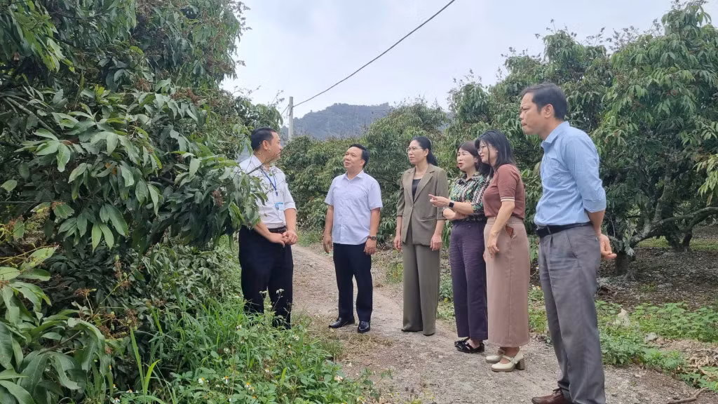 Lãnh đạo HND tỉnh thăm vùng trồng vải chín sớm Phương Nam (TP Uông Bí). Ảnh: HND tỉnh.