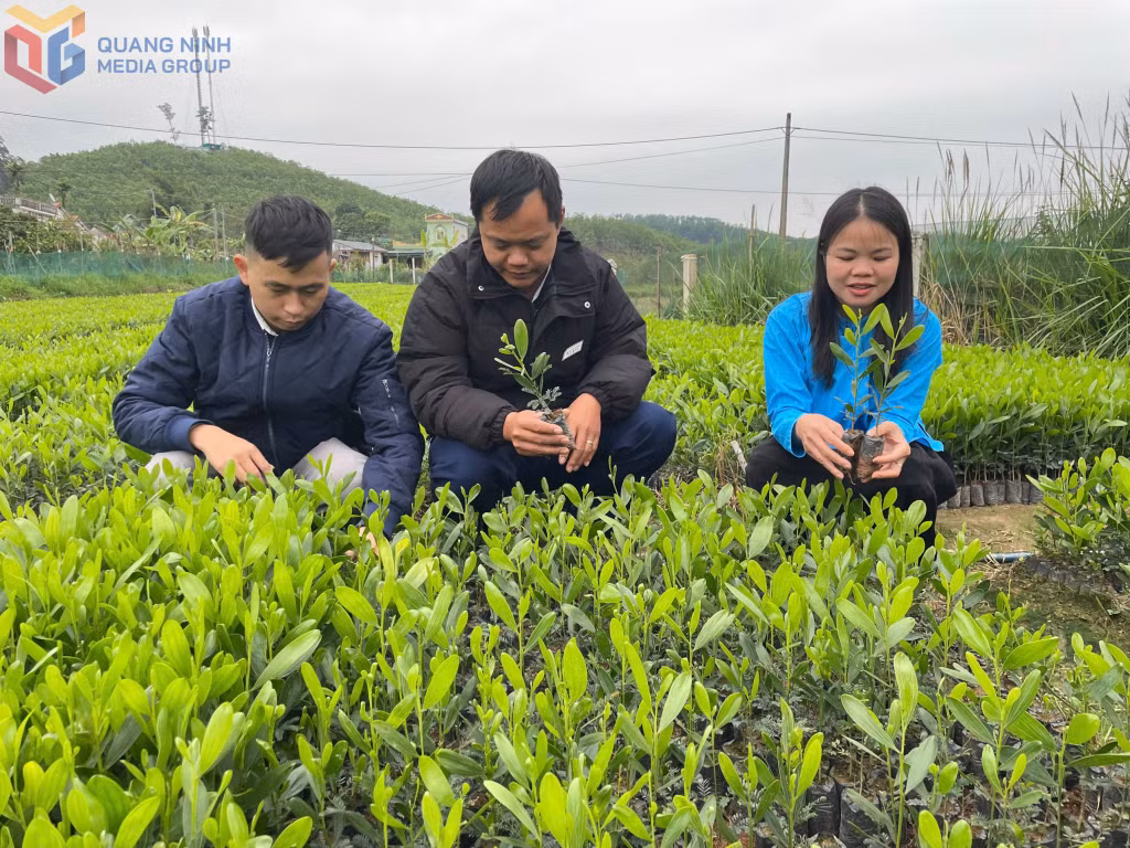 Cán bộ HND huyện Đầm Hà và HND xã Quảng An trao đổi với chị Trần Thị Hạnh về phát triển mô hình vườn ươm lâm nghiệp.