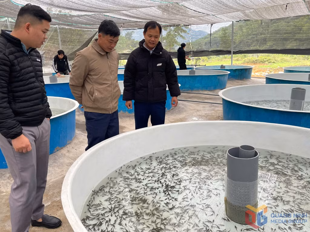 Mô hình nuôi cá tầm giống của gia đình ông Chạc A Sặp (xã Quảng Lâm, huyện Đầm Hà) hứa hẹn đem lại giá trị kinh tế cao.