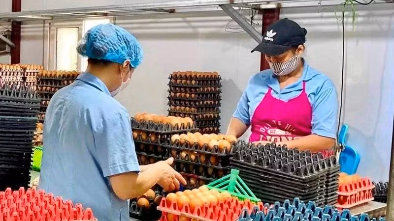 Công ty cổ phần thực phẩm Tiên Viên (huyện Chương Mỹ, thành phố Hà Nội) mở rộng sản xuất kinh doanh từ nguồn vốn tín dụng của Agribank.