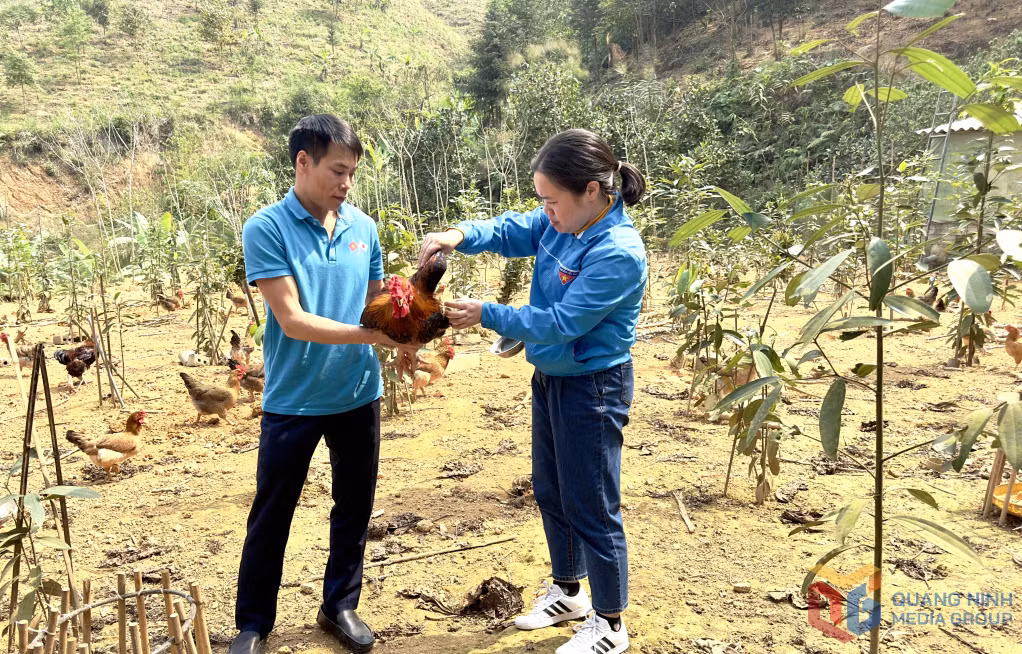 Gà đồi dược liệu Ba Chẽ được chăn nuôi tại Hợp tác xã Gà đồi dược liệu Ba Chẽ.
