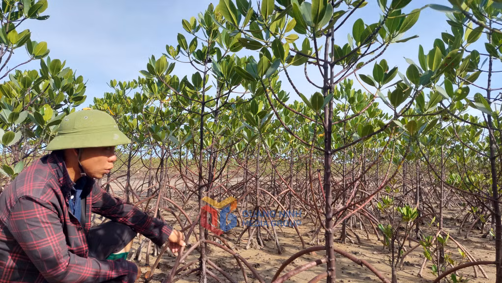 Người dân thôn 9, xã Quảng Phong (Hải Hà) trồng rừng ngập mặn bảo vệ môi trường, nguồn lợi thuỷ sản
