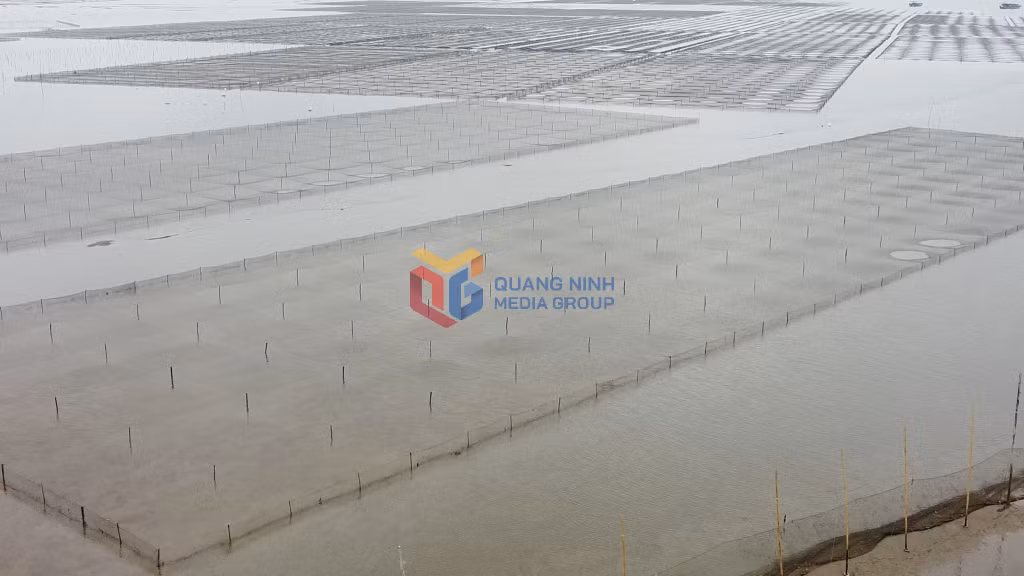 Diện tích nuôi trồng thủy sản tại xã Quảng Minh có 1 khu vực được quy hoạch với diện tích 211ha là bãi triều.