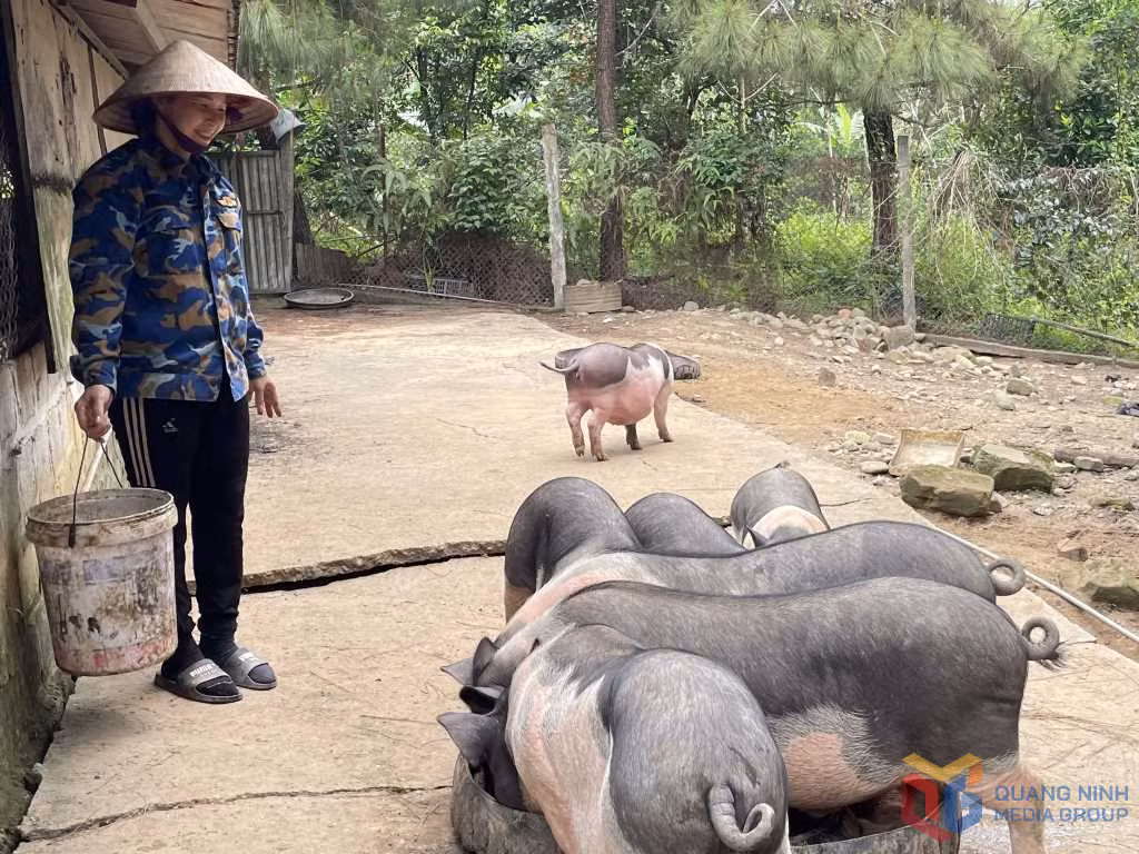 Nuôi lợn theo hướng hữu cơ kết hợp chăn thả bán tự nhiên tại gia đình bà Nguyễn Thị Loan, xã Quảng Nghĩa, TP Móng Cái.