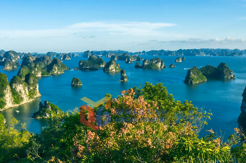 Mùa hoa Bông Mộc nở rực rỡ vào giữa tháng 7 đến cuối tháng 8. Ảnh: Đỗ Giang