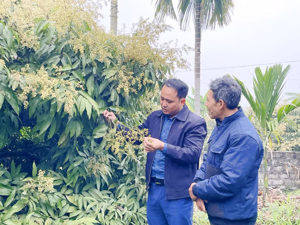 Cây vải chín sớm Phương Nam đã trở thành cây trồng chủ lực và là một trong những sản phẩm OCOP của TP Uông Bí.